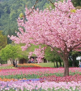 nature, spring and japan