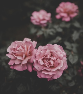 flora, secret garden and pink flowers