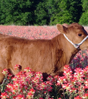 animals, cute animals and cute cow