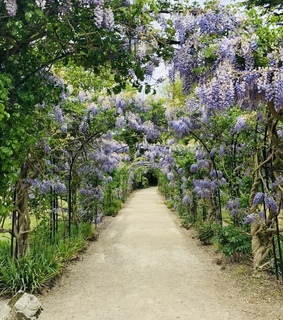 garden, flowers and wisteria