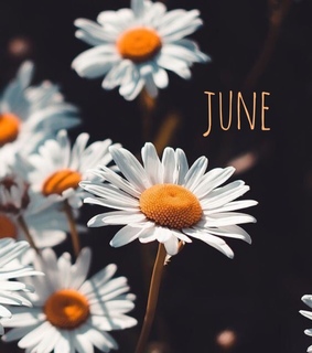 flowers lockscreen, flowers wallpaper and June 2019
