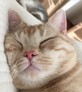 adorable, kitty and meow