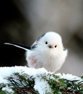 national geographic, animal and winter