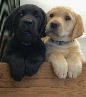 animals, dogs and labrador