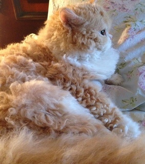 naturecore, soft and kitty