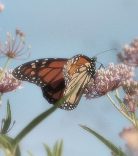 classy, tumblr and animals