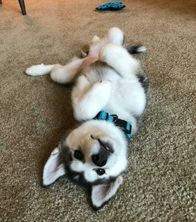 cute, beautifoul and bebe