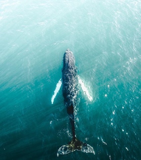 whales, summer and ocean