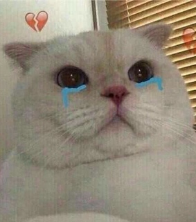 reaction memes, cat reactions and cat memes