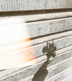 autoral, sombra and flowers