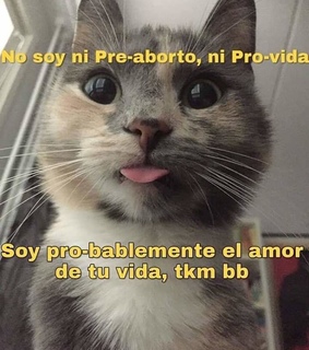 pre-aborto, gato and memes en español