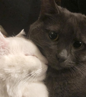 best friends, kittens and aesthetic