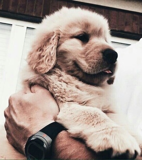 cutest dog, fluffy and aesthetic