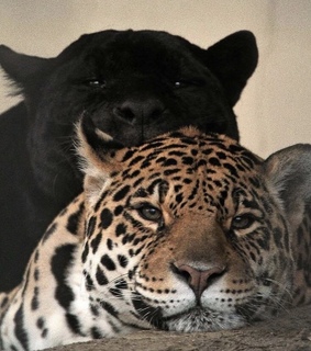 animals, cats and leopards