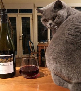 animals, wine glass and cateyes
