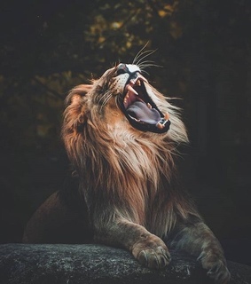 movie, love and lion king