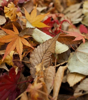 amazing, amazing nature and brown leaves