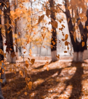 happy fall, autumn colors and nature