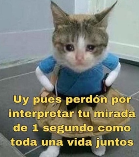 meme, llorar and gatito