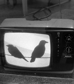 b&w, documentary and crow