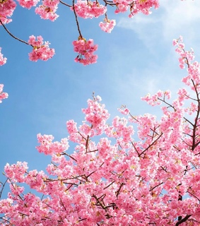 bomi, sakura and sky