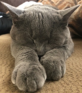grey cats, cat pictures and cats