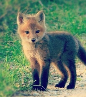 cute, little animals and animal