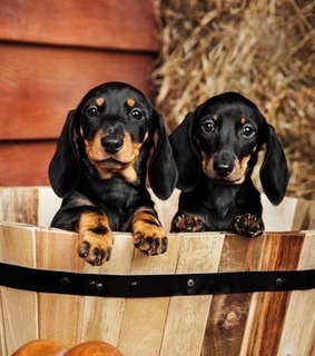 perro, mascotas and lindos