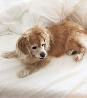 minimalist, q and puppy dog