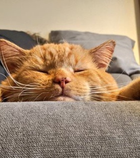 friday, cats and bilbo