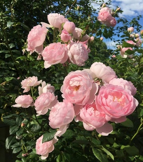 roses, pastel and aesthetic