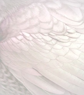 heaven, heavenly and angel aesthetic