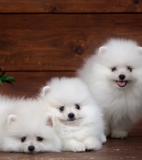 perros, dogs and cachorritos