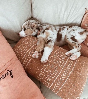 pet, puppy dog and home