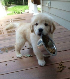 dogs, puppies and paws