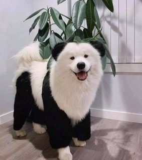 doggies, doggos and perritos