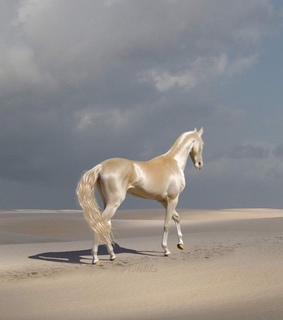 animals, aesthetic and style