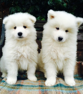 cachorritos, puppies and perritos