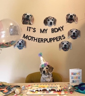 dogs, cute and puppy