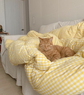 animals, soft and tumblr