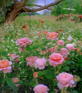 blackpink themes, moodboard kpop and kim jennie