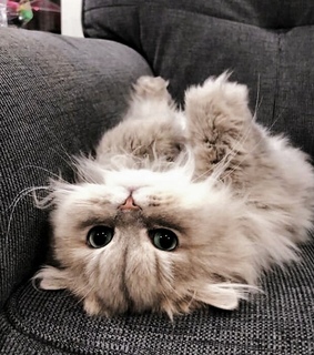 animals, adorable and cuteness