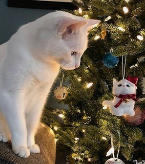 tree, white and christmas