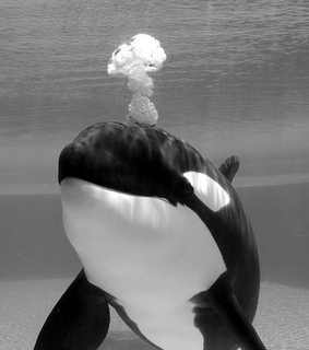 animals, whales and sea