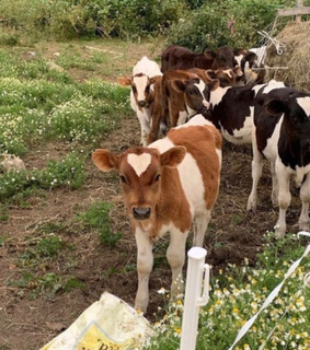 cow, baby cow and animal