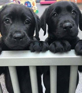 animales, negro and hermano