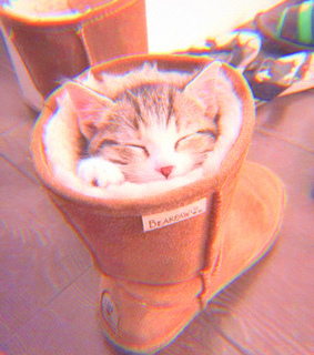 adorable, cat and shoes