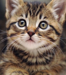 inspiration, cute and animals