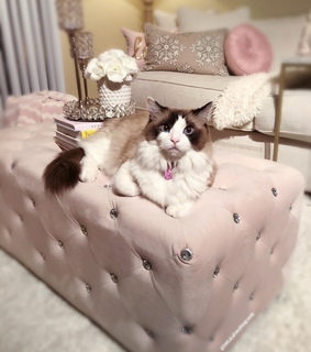 feline, furbaby and catlover