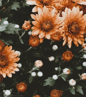 orange theme, lisa theme and beauty